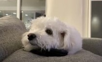 犬「ここで眠るとママの声が聞こえてくる♡」スマホの上で寝ちゃった！