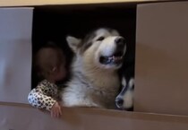 特大サイズの箱を愛犬にあげたら… 思った以上に大喜び♪