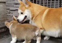 「おすわり」はこうやるんだよ！親子で一緒に練習するのだ。