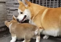 「おすわり」はこうやるんだよ！親子で一緒に練習するのだ。