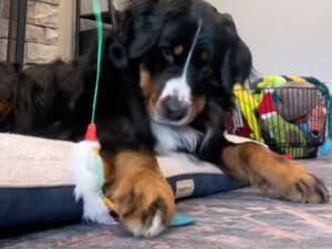 どう見ても猫です！ 箱と猫じゃらしに夢中な犬さん