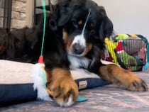 どう見ても猫です！ 箱と猫じゃらしに夢中な犬さん