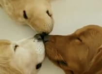 なにかの儀式かな？お鼻をくっつけている3匹のワンコ