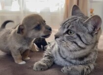 「猫センパイ大好きー♡」積極的な子犬にタジタジな猫さん