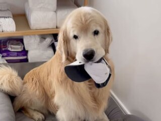 飼い主のために“プレゼント収集”!?  犬さんの優しさに嬉しくなる！