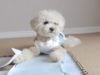 引っ越し準備を全力お手伝い！ はしゃぐトイプー兄妹が可愛すぎる