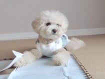 引っ越し準備を全力お手伝い！ はしゃぐトイプー兄妹が可愛すぎる