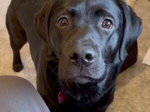 大好きな人の名前を聞いただけで！ 全身で喜ぶ犬さんの反応が話題