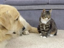 自分のことを犬だと思い込む子猫と、猫っぽくなった犬。仲良しすぎるふたりの毎日！