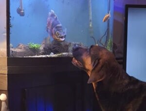 「友達が増えたよ！」 愛犬の新しいお友達は、お水の中の…