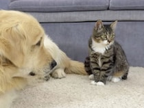 自分のことを犬だと思い込む子猫と、猫っぽくなった犬。仲良しすぎるふたりの毎日！