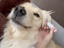 姉の耳掃除を見て「私にもやって！」必要ないのに割り込む犬の姉妹が可愛い