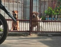 「そこで反省しなさい！」犬たちを締め出したのに、賢さに負けた…