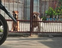 「そこで反省しなさい！」犬たちを締め出したのに、賢さに負けた…