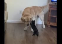 「子猫さん一緒に遊ぼうかー！」同じ目線で遊んでくれる優しいワンコ