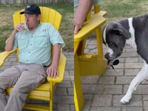 お酒はいいけど、飲酒運転はダメ！ しっかり者の賢い犬さん