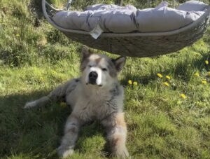 いま忙しいの！ 愛犬がブランコの下から動かない理由にキュンとした♪