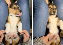 ナデナデが嬉しすぎて、蹴りが止まらない子犬