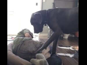 犬「起きて！そこ僕のベッド！」飼い主に寝床を取られちゃった。