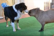 癒されるご挨拶！犬さんと仲良くなりたいカピバラさん