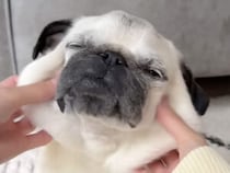 パンを焼く5つのステップ？ 実はパグさんのモチモチ動画！