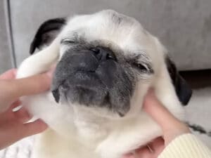 パンを焼く5つのステップ？ 実はパグさんのモチモチ動画！