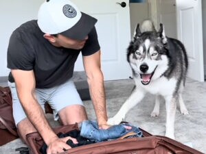 荷造りなんて許さない！ 旅行準備を全力で止めるハスキーさんの“アゥアゥ抗議”が可愛い