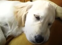 「眠いのになぁ」おやすみの邪魔をされても、ご主人と遊んであげる優しい犬さん