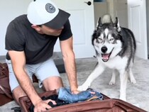 荷造りなんて許さない！ 旅行準備を全力で止めるハスキーさんの“アゥアゥ抗議”が可愛い