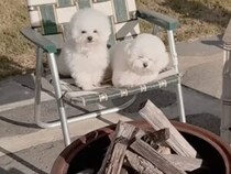 日なたでほかほか♪ 焚き火を見守るふわふわ犬コンビ