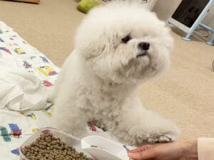 「イタズラはやめて…」と前足で制止! 優しすぎる犬さんのリアクション