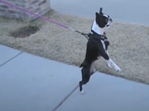 二足歩行デビュー！ 人間気分でスタスタ歩く犬さんに注目