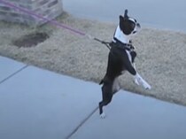 二足歩行デビュー！ 人間気分でスタスタ歩く犬さんに注目