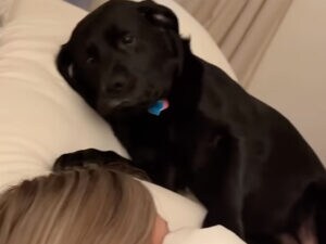 隣の枕で「おはよう」愛犬がトントン起こしてくれる。幸せすぎる朝のひととき