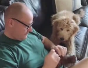 早く直してあげて〜！ お気に入りのぬいぐるみ修理を見守る犬さん