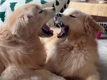 がぉぉ！ 可愛いらしい戯れ合いっこが、恐竜の戦いに見えた日