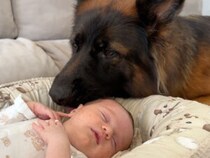 「可愛いねぇ」新しい家族に夢中、赤ちゃんを見守るシェパードのやさしいまなざし