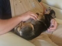 カチーン！ 苦手な人に抱っこされたら凍ってしまう犬さんが面白い