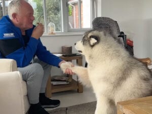 「お腹すいたよぉ」おじいちゃんのトーストが欲しいマラミュート