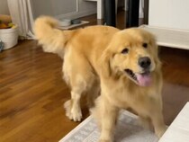 しっぽ追いかけスピンサイクル！ テンションMAXなゴールデンレトリバーさん