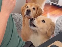 寝ていても、呼ばなくても走ってくる！ ゴールデンたちの食べ物レーダーが精密すぎる