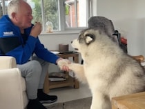 「お腹すいたよぉ」おじいちゃんのトーストが欲しいマラミュート