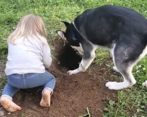 愛犬と一緒に穴掘りしていたら、犬さんの指導は厳しかった(笑)