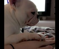 寝るまで手を繋いでね？ さりげない甘え方が可愛い犬さん