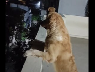 「まだ帰ってこないかなぁ」窓辺で待ち続けるけなげな犬さんたち