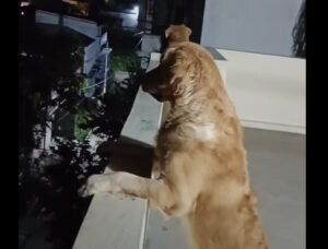 「まだ帰ってこないかなぁ」窓辺で待ち続けるけなげな犬さんたち