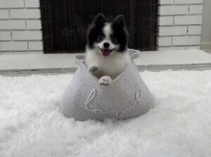 「見てみて！ 新しい芸覚えたよ！」 なんでもこなしちゃう可愛い犬さん