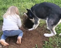 愛犬と一緒に穴掘りしていたら、犬さんの指導は厳しかった(笑)