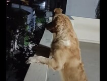 「まだ帰ってこないかなぁ」窓辺で待ち続けるけなげな犬さんたち