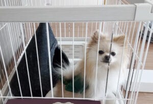 おしゃべりな犬さんに「散歩いく？」と聞いてみたら、可愛いお返事をしてくれたよ！